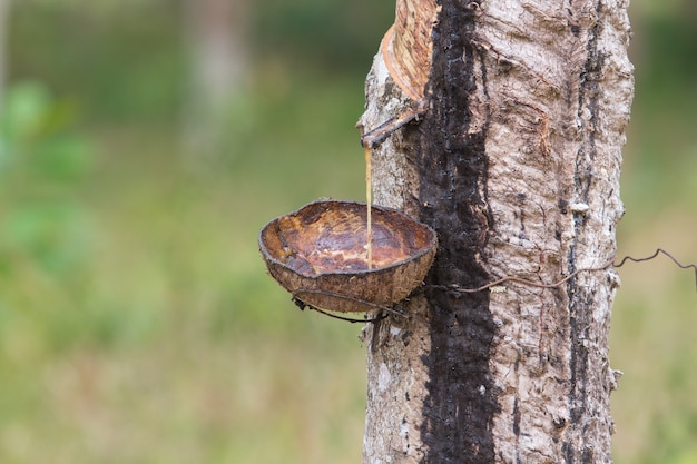 Photo rubber tapping industry, out of season