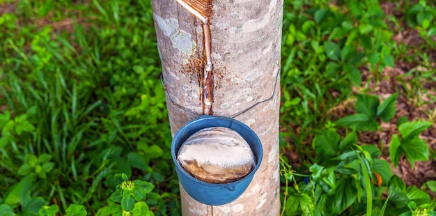 Каучуковое дерево и чаша, наполненная латексом, на каучуковой плантации