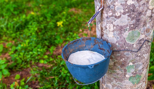 Rubber tree and bowl filled with latex in a rubber plantation