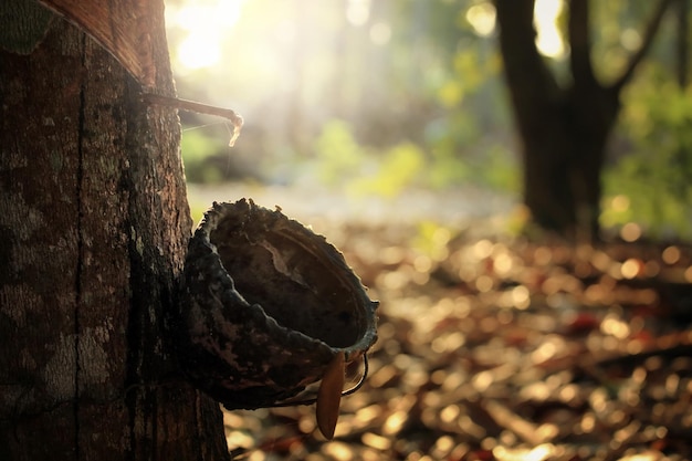 Rubber tree and bowlThe plantation economy of Southeast AsiaSelective focus and color toned