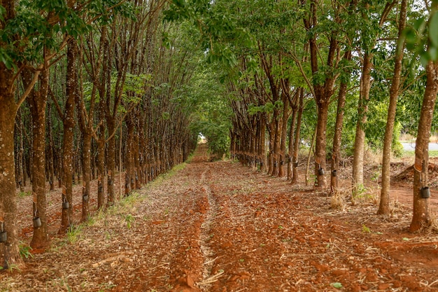 Photo rubber tree cultive