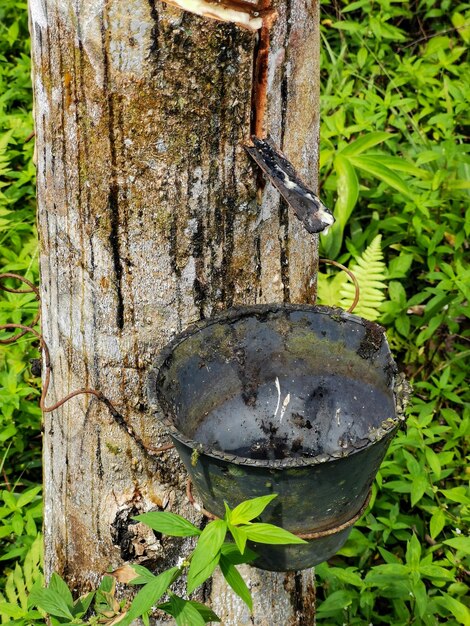 rubber tree Forest