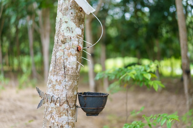 Photo rubber tree (hevea brasiliensis) produces latex by using ethylene gas to accelerate productivity. latex like milk conducted into gloves, condoms, tires, tires and so on.