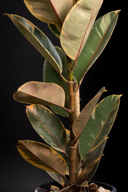 Pianta dell'albero della gomma o ficus elastica sullo sfondo nero