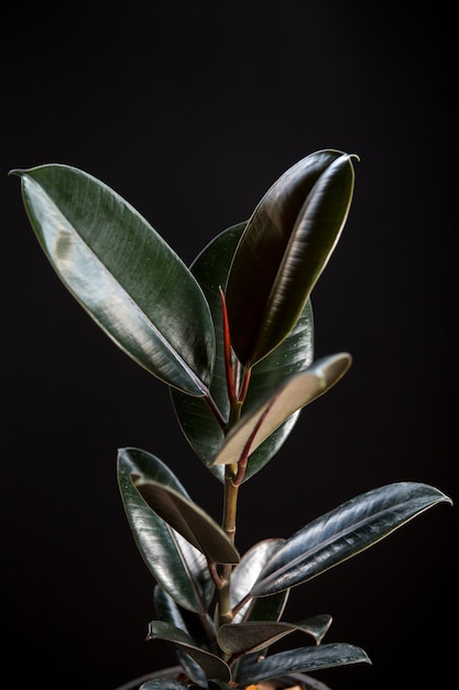 검은 배경에 고무 나무 식물 또는 Ficus elastica