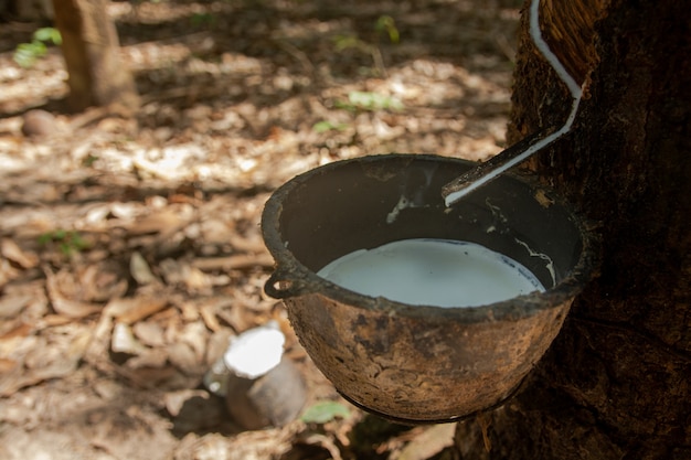 Rubber tree and plastic bowl filled with latex in rubber plantation