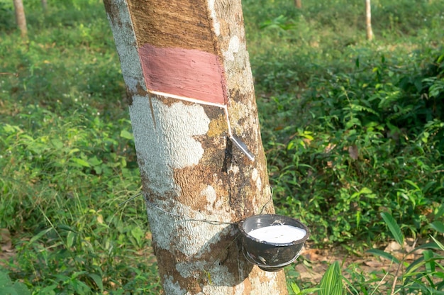 Rubber tree providing great yield of natural rubber latex from rubber tree in rubber plantation