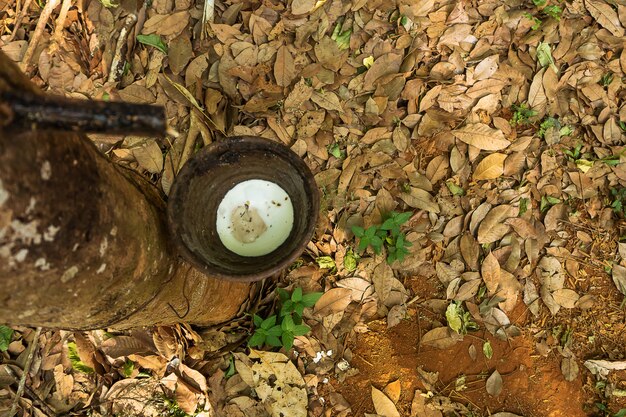 Rubber tree , rubber plantation . Beautiful trees line by rubber tree