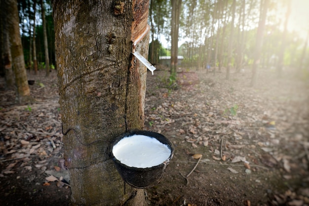 rubber tree 