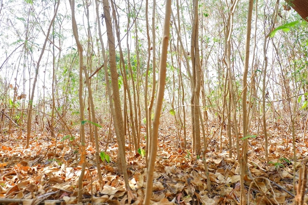 Photo rubber trees in the forest in the morning