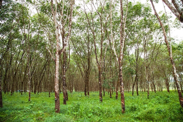 Photo rubber trees.
