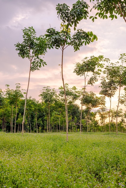 Rubberboom, latexrubber, plantage en boomrubber in het zuiden van Thailand