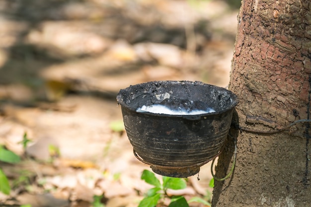 Rubberboom met natuurlijke rubberdaling bij aanplanting