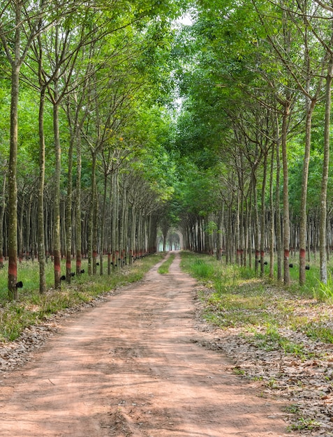 Rubberboomaanplanting in Thailand