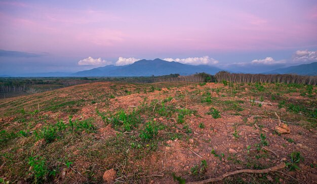 Rubberplantage landbouwgebied in het zuiden van Thailand Latexrubber Para rubberboomtuin