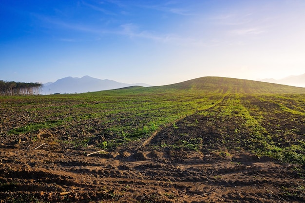 Rubberplantage landbouwgebied in het zuiden van Thailand Latexrubber Para rubberboomtuin