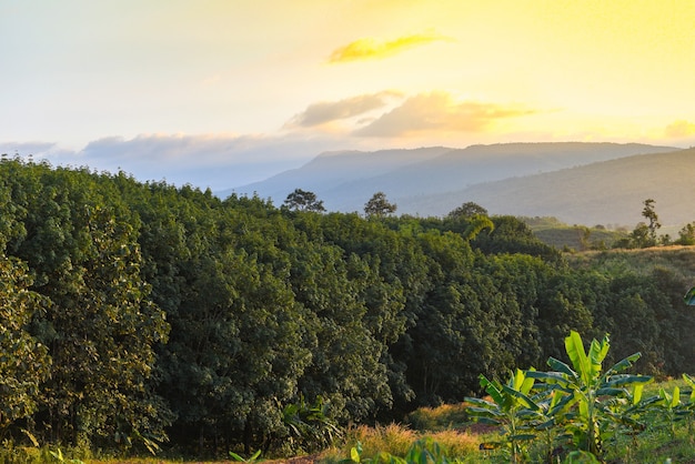 Rubberplantages met rubberboom landbouw Azië voor natuurlijke latexboom op de bergzonsondergang