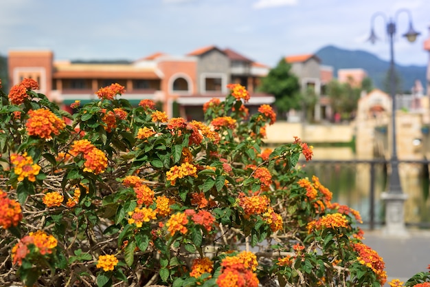 Rubiaceae flower