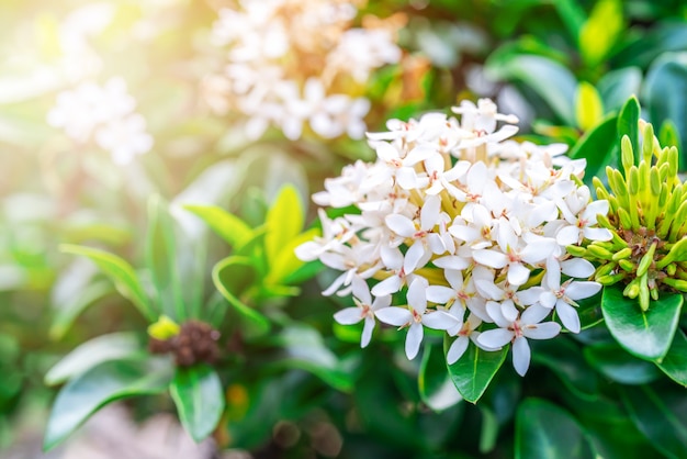 Rubiaceae white flower, Medicinal properties