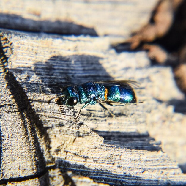 Photo ruby tailed wasp