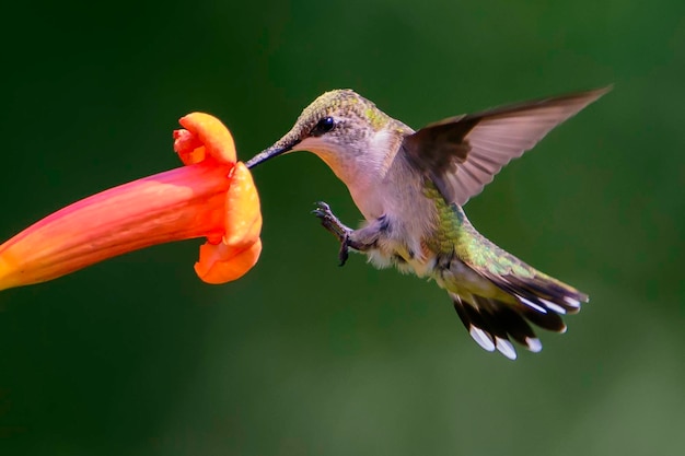 Rubythroated Hummingbird Landing op een Trompetterbloem
