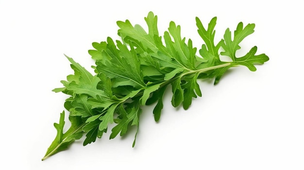 Photo ruccola leaf isolated on white background