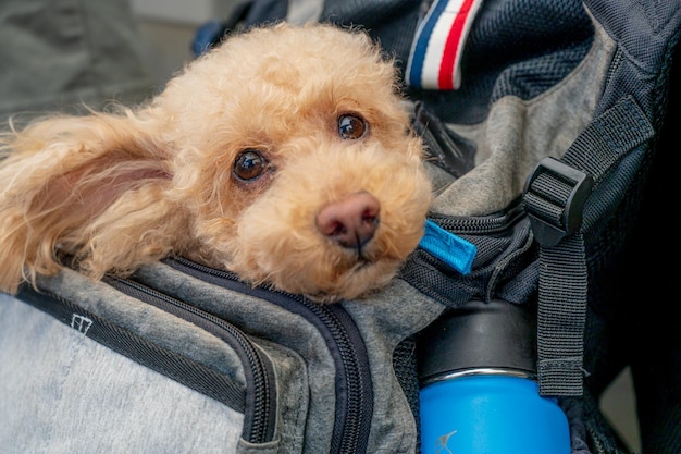 Rucksack and toy poodle