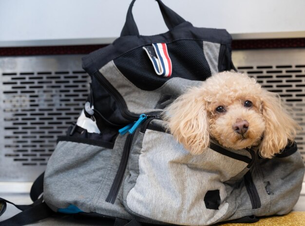 Photo rucksack and toy poodle