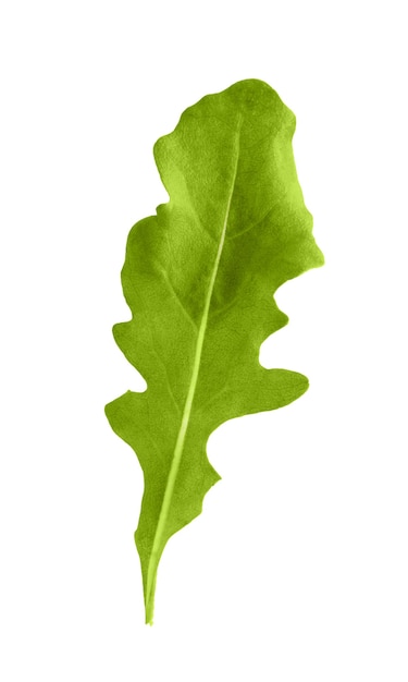 Rucola groene kruid blad close-up geïsoleerd.