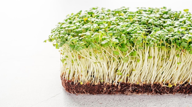 Rucola microgreens kiemen op tafel