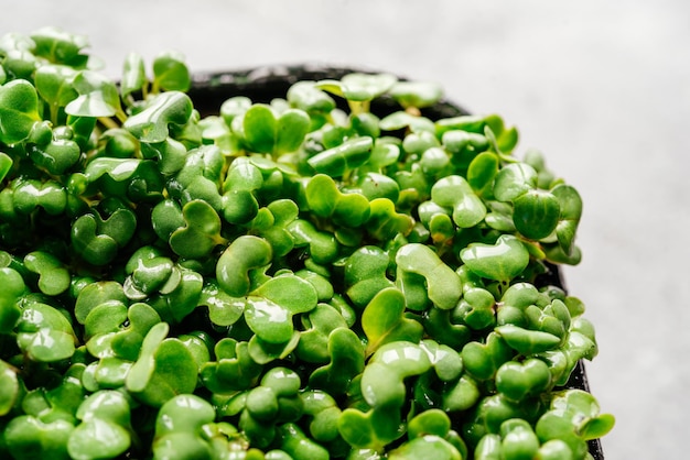 Rucola microgreens spruiten in plastic container close-up