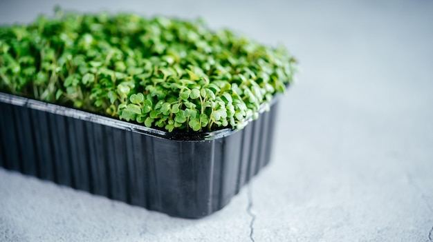 Rucola microgreens spruiten in plastic container