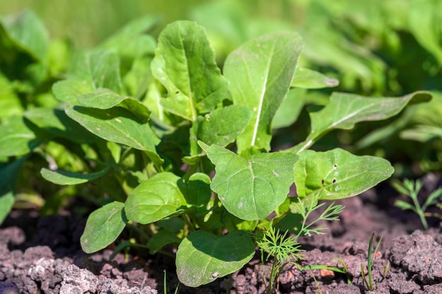 Rucola of rucola plant close-up