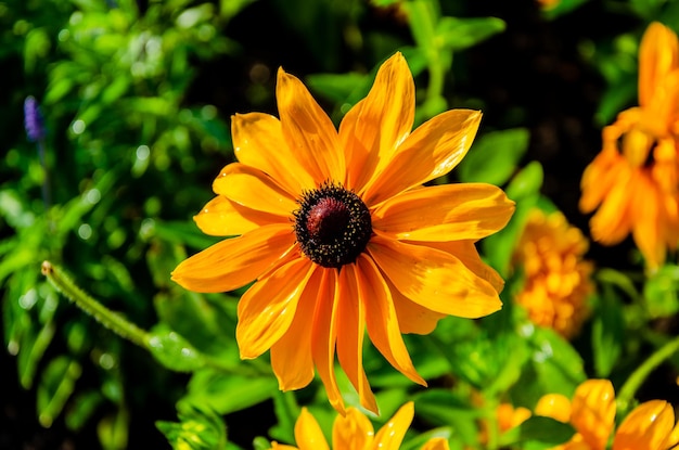 Rudbeckia flower close-up in the garden in summer.
