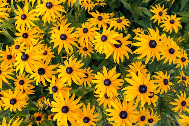 Rudbeckia flowers also called coneflowers or black eyed susans Yellow flowers background