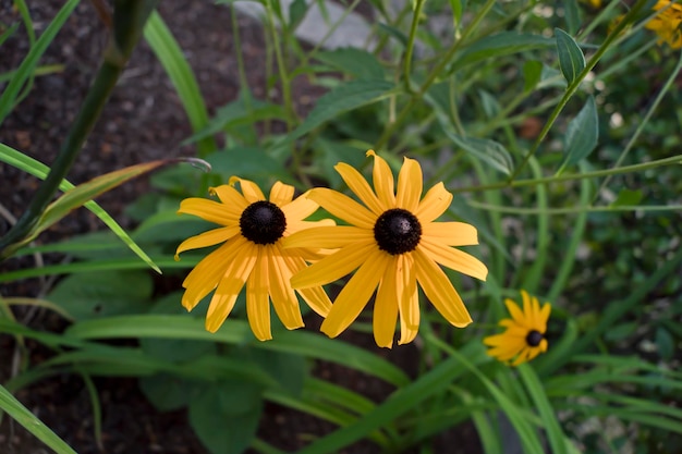 큰 노란색 꽃의 Rudbeckia Goldsturm