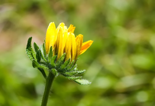 Rudbeckia hirta Blackeyed Susan bud в солнечном свете Цветочный фон