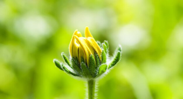 Rudbeckia hirta Blackeyed Susan bud в солнечном свете Цветочный фон