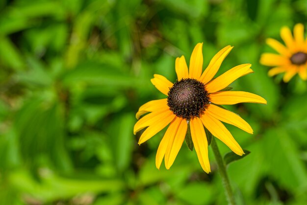 Rudbeckiahirta茶色の目をしたスーザンの花がグレンのぼやけた表面に