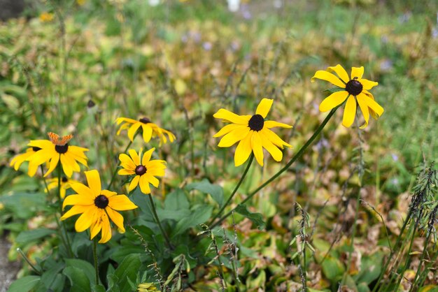 일반적으로 검은 눈의 수잔이라고 불리는 Rudbeckia hirta