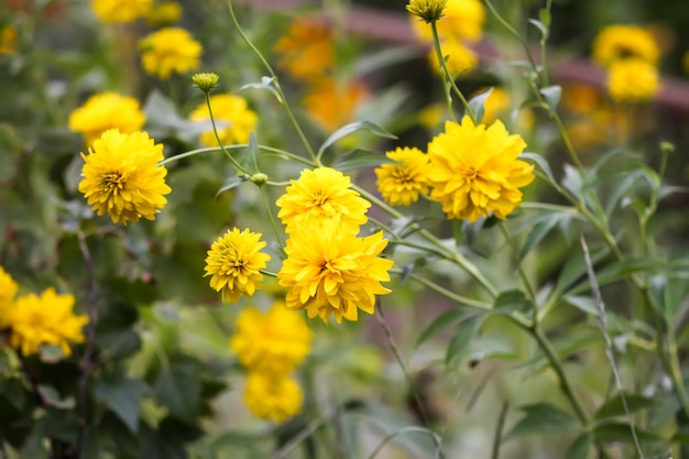 Rudbeckia laciniata golden ball yellow flowers