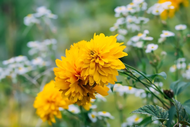 Rudbeckia laciniata 황금 공 노란색 꽃