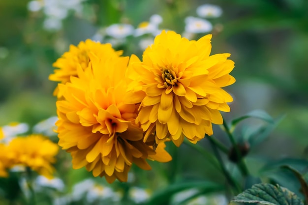 Rudbeckia laciniata golden ball yellow flowers