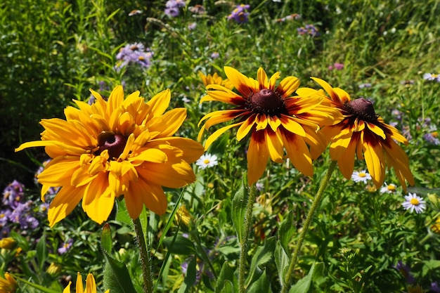 Rudbeckia plant genus in the Asteraceae or composite family Rudbeckia flowers feature a prominent raised central disc in black brown shades Coneflowers and blackeyedsusans Yellow or gold flower