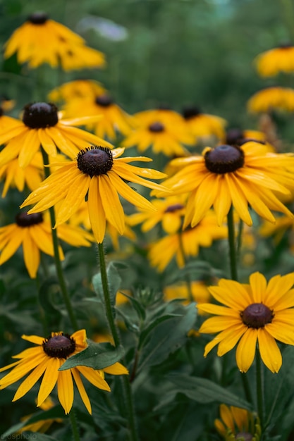 Rudbeckia 식물 국화과 노란색과 갈색 꽃 coneflowers와 검은 눈의 수잔의 일반적인 이름은 꽃이주는 봄의 긍정적이고 행복한 느낌