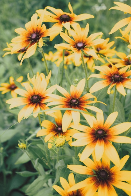 Rudbeckia-veld