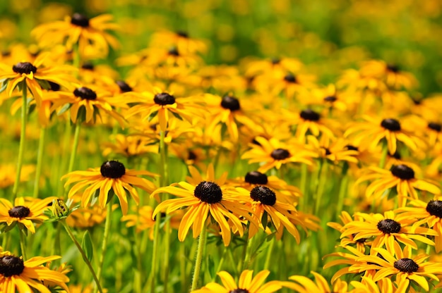 Rudbekia bloemen