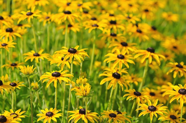 Rudbekia bloemenveld, bloeiend in de zomer, florale achtergrond