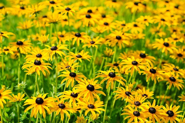 Rudbekia flowers