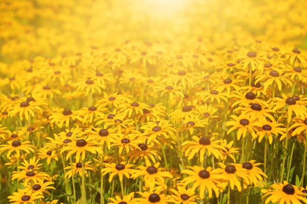 Rudbekia zomerbloemen